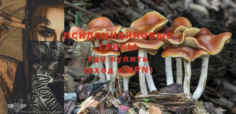 Псилоцибиновые грибы GOLDEN TEACHER  Северодвинск 